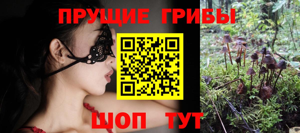 Галлюциногенные грибы Psilocybe Минусинск